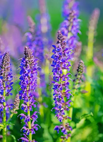 Violet Flowering Garden Sage, Salvia Nemorosa, Bahçede