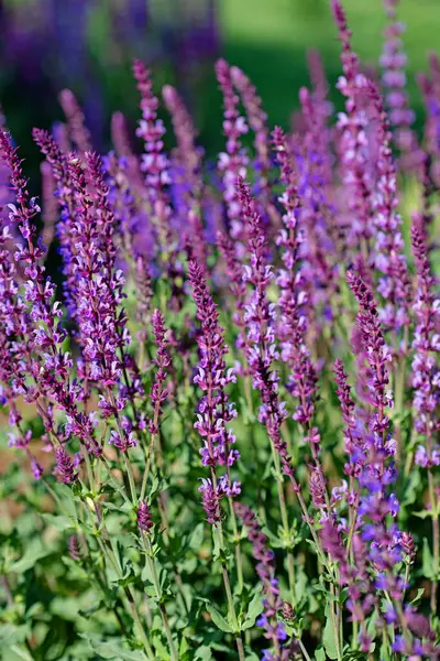Violet Flowering Garden Sage, Salvia Nemorosa, Bahçede