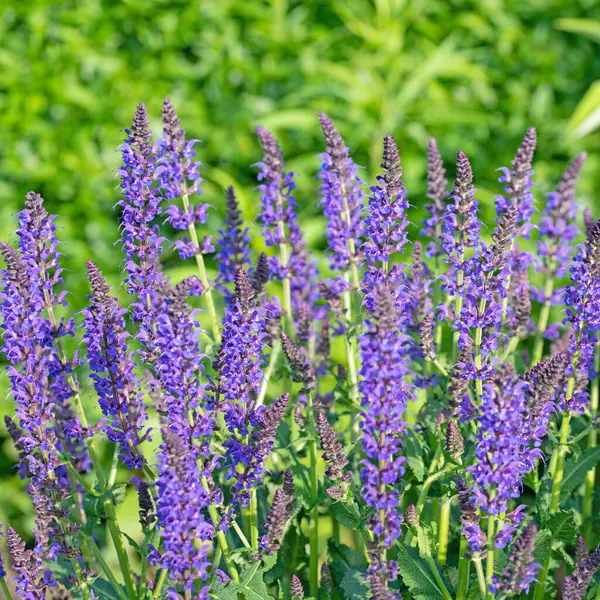 Violet Flowering Garden Sage, Salvia Nemorosa, Bahçede