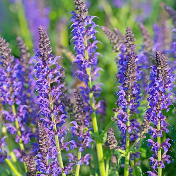 Violet Flowering Garden Sage, Salvia Nemorosa, Bahçede