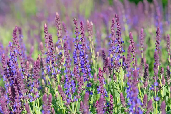Violet Flowering Garden Sage, Salvia Nemorosa, Bahçede