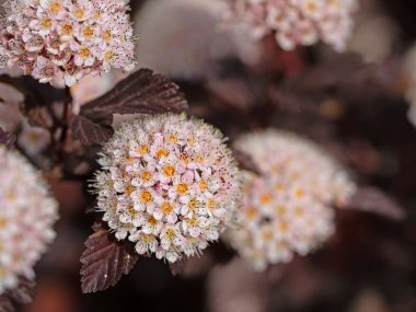 Çiçekli dokuz ağaç kabuğu, Physocarpus opulifolius, baharda.