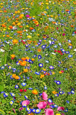 Yazın açan kır çiçekleri çayırı