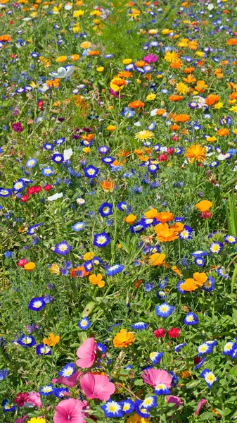 Yazın açan kır çiçekleri çayırı