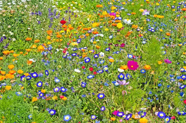 Yazın açan kır çiçekleri çayırı