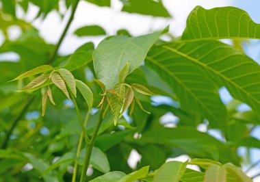 Genç ceviz yaprakları yakın planda kalır.