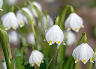 Çiçekli bahar kar taneleri, löcojum vernum, yakın çekim