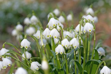 Çiçekli bahar kar taneleri, löcojum vernum, yakın çekim
