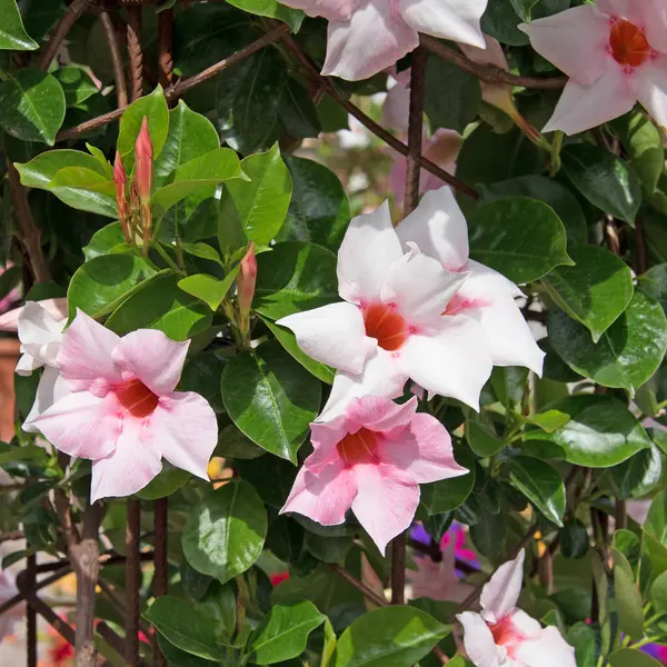 Çiçekli Mandevilla yakın plan