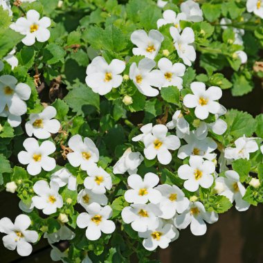 Kar tanesi çiçeği, Bacopa, yakın planda.