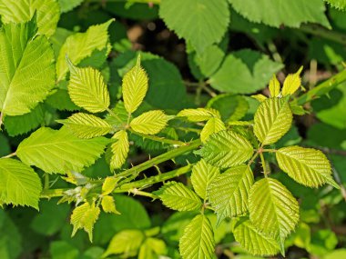 Çeşitli ısırgan otları (Solenostemon) yakın planda