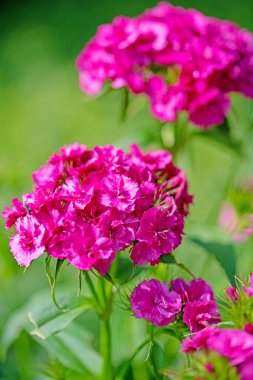 Sakallı karanfil (Dianthus barbatus). Yaklaş.