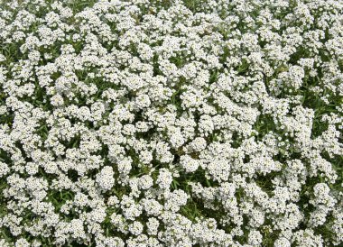 Çiçekli Duftsteinrich, Lobularia maritima, yakın planda.