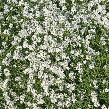 Çiçekli Duftsteinrich, Lobularia maritima, yakın planda.