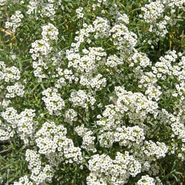 Çiçekli Duftsteinrich, Lobularia maritima, yakın planda.