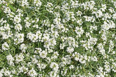 Çiçekli Duftsteinrich, Lobularia maritima, yakın planda.
