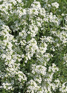 Çiçekli Duftsteinrich, Lobularia maritima, yakın planda.