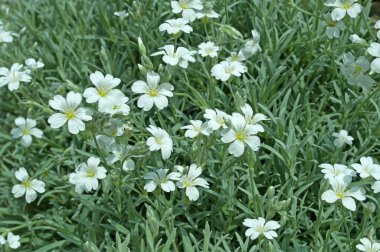 Baharda hornwort, Cerastium tomentosum hissettim.