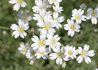 Baharda hornwort, Cerastium tomentosum hissettim.