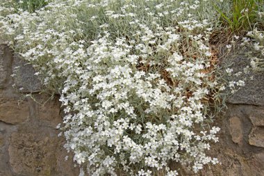 Baharda hornwort, Cerastium tomentosum hissettim.