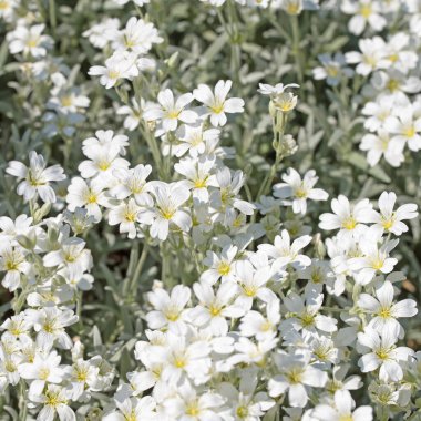 Baharda hornwort, Cerastium tomentosum hissettim.