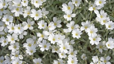 Baharda hornwort, Cerastium tomentosum hissettim.