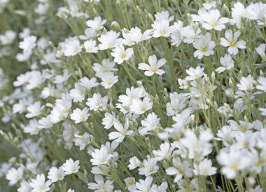 Baharda hornwort, Cerastium tomentosum hissettim.