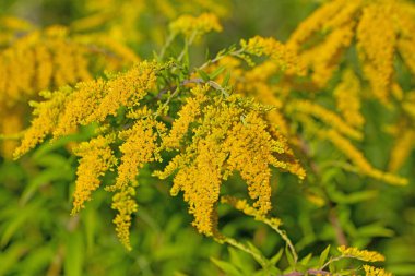 Çiçekli Goldrute, Solidago, yakın planda.