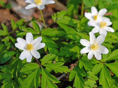 Çiçekli odun şakayığı yakın planda.