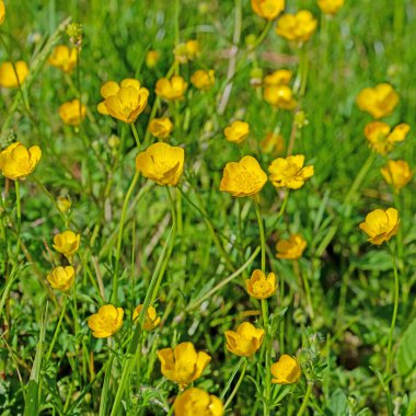 Baharda Ranunculus akrisi