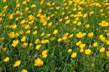 Düğünçiçeği, Ranunculus akrisi, baharda.