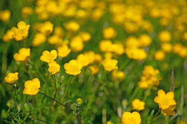 Düğünçiçeği, Ranunculus akrisi, baharda.