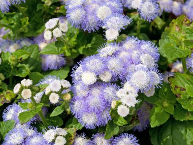 Çiçek açan karaciğer merhemi, Ageratum houstonianum