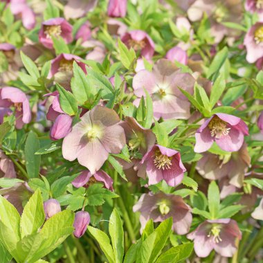 İlkbaharda açan bahar gülleri, Helleborus Orientalis