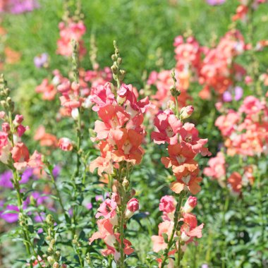 Büyük Aslanağzı, Antirrhinum Majus, yakından.