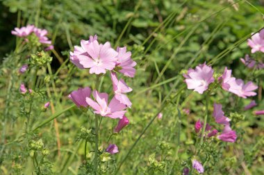 Çiçek açan malvalar, Malva, yakın planda.