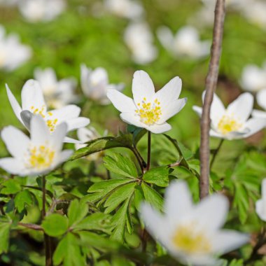 Çiçekli odun şakayığı yakın planda.