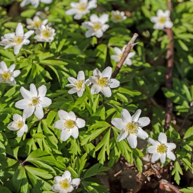 Çiçekli odun şakayığı yakın planda.