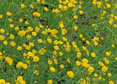 Baharda Ranunculus akrisi