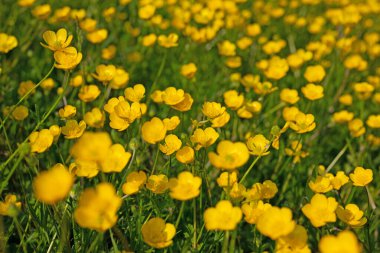 Düğünçiçeği, Ranunculus akrisi, baharda.