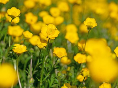 Düğünçiçeği, Ranunculus akrisi, baharda.