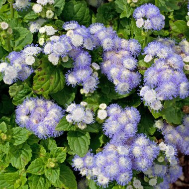 Çiçek açan karaciğer merhemi, Ageratum houstonianum