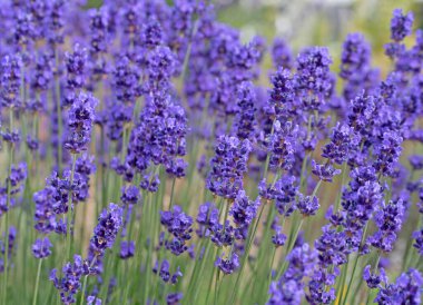 Yazın başında açan lavanta, Lavandula.