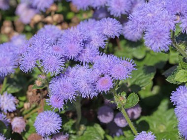Çiçek açan karaciğer merhemi, Ageratum houstonianum