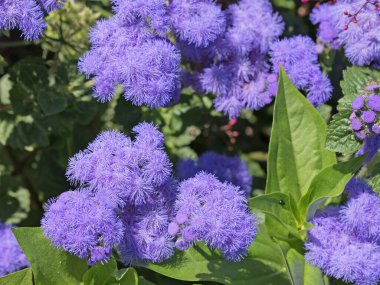 Çiçek açan karaciğer merhemi, Ageratum houstonianum