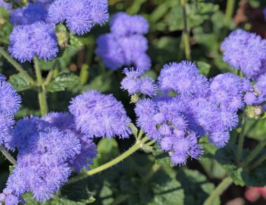 Çiçek açan karaciğer merhemi, Ageratum houstonianum