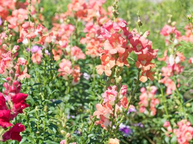 Büyük Aslanağzı, Antirrhinum Majus, yakından.