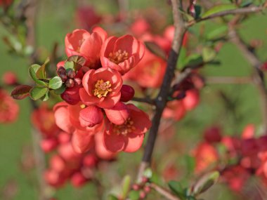 Süslü ayva çiçeklerinden çiçekler.