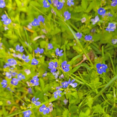 Çiçekli bir yarış, Veronica, baharda.