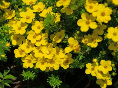 Yüksükotu, Potentilla fruticosa, baharda